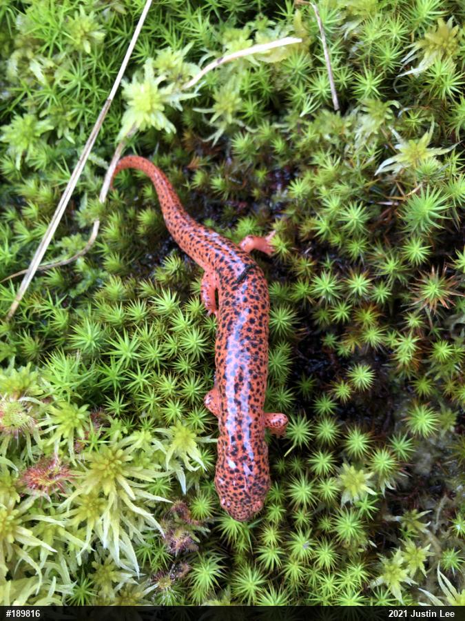 Northern Red Salamander