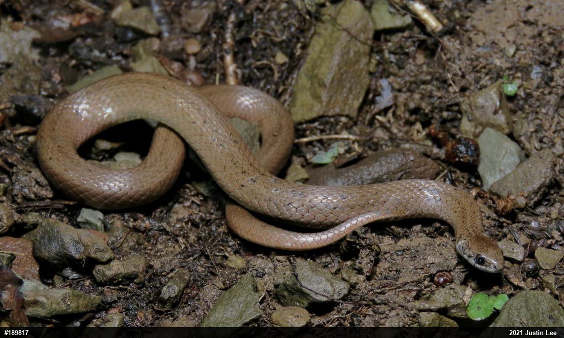 Mountain Earthsnake