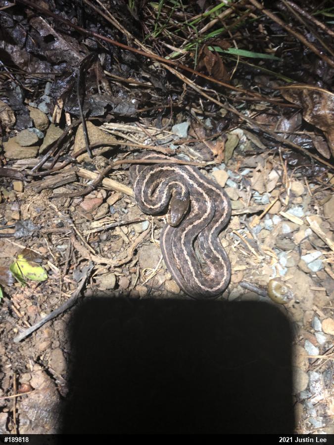 Eastern Gartersnake