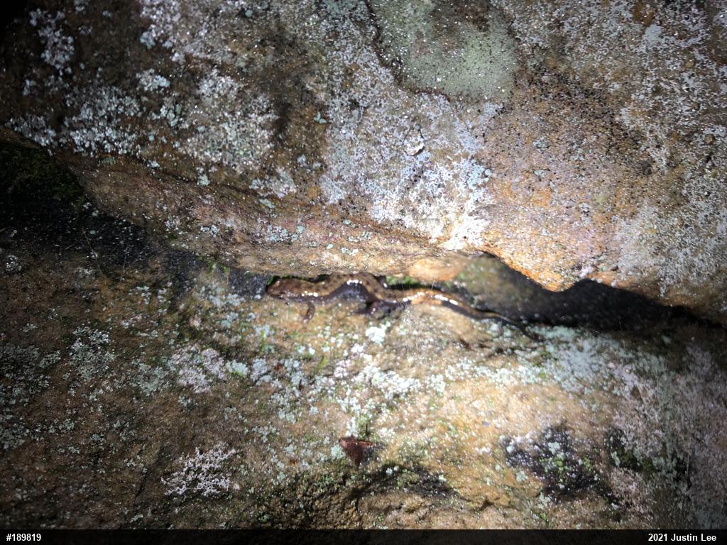 Allegheny Mountain Dusky Salamander