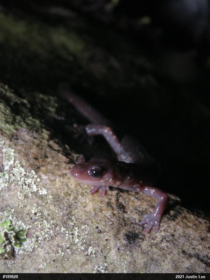 Wehrle's Salamander