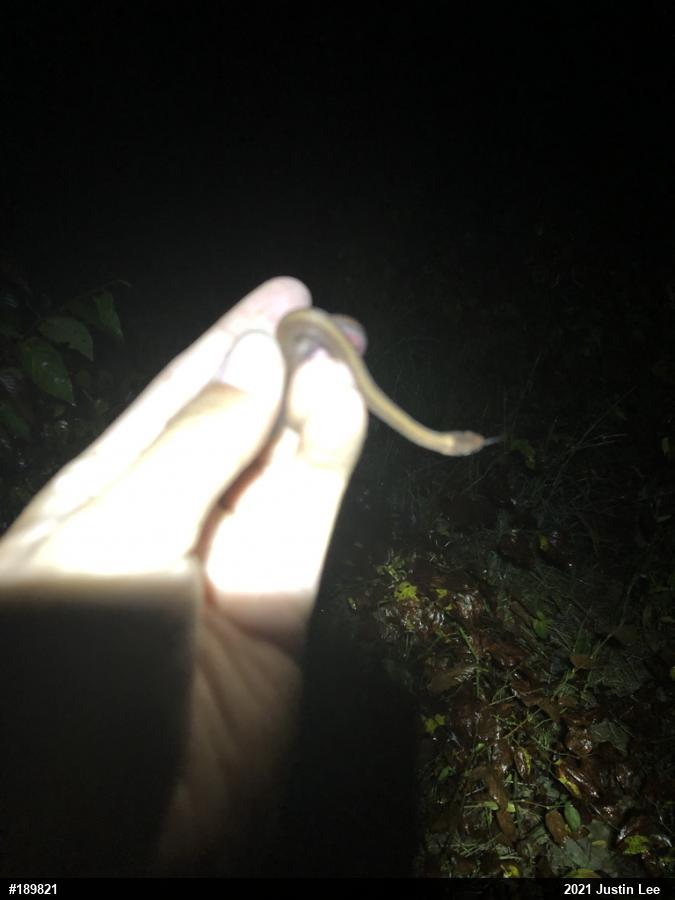 Red-bellied Snake