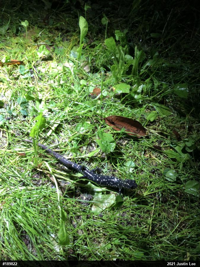 Northern Slimy Salamander