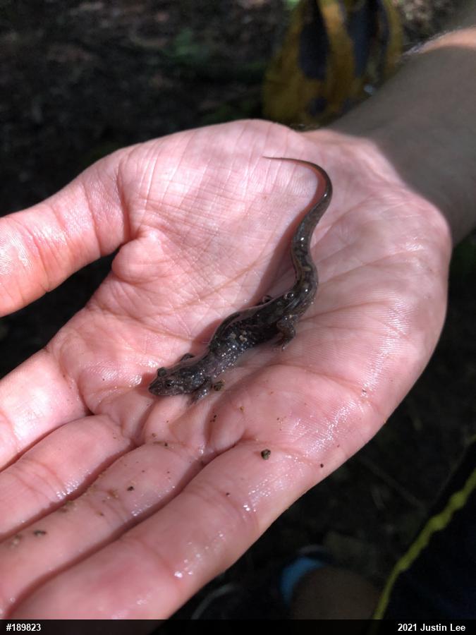 Seal Salamander