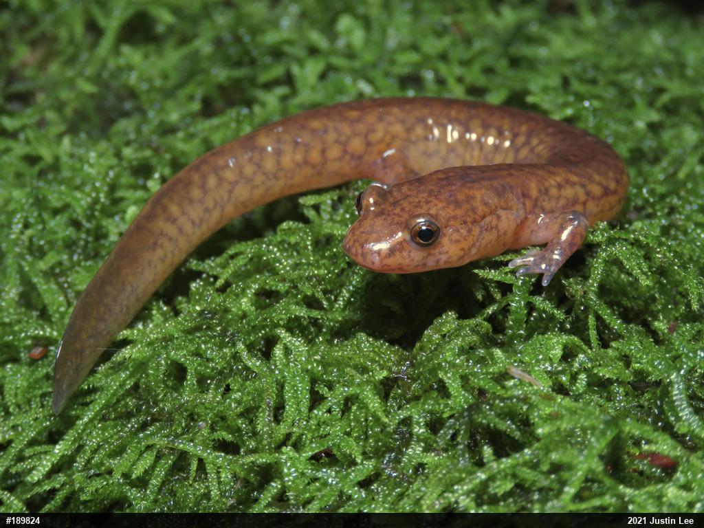 Northern Spring Salamander