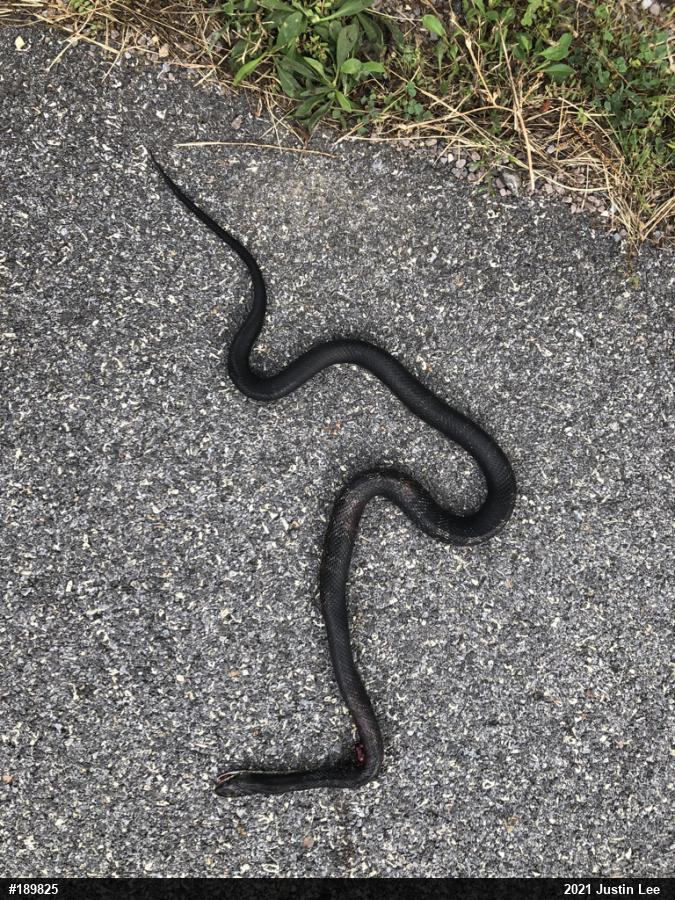 Eastern Ratsnake