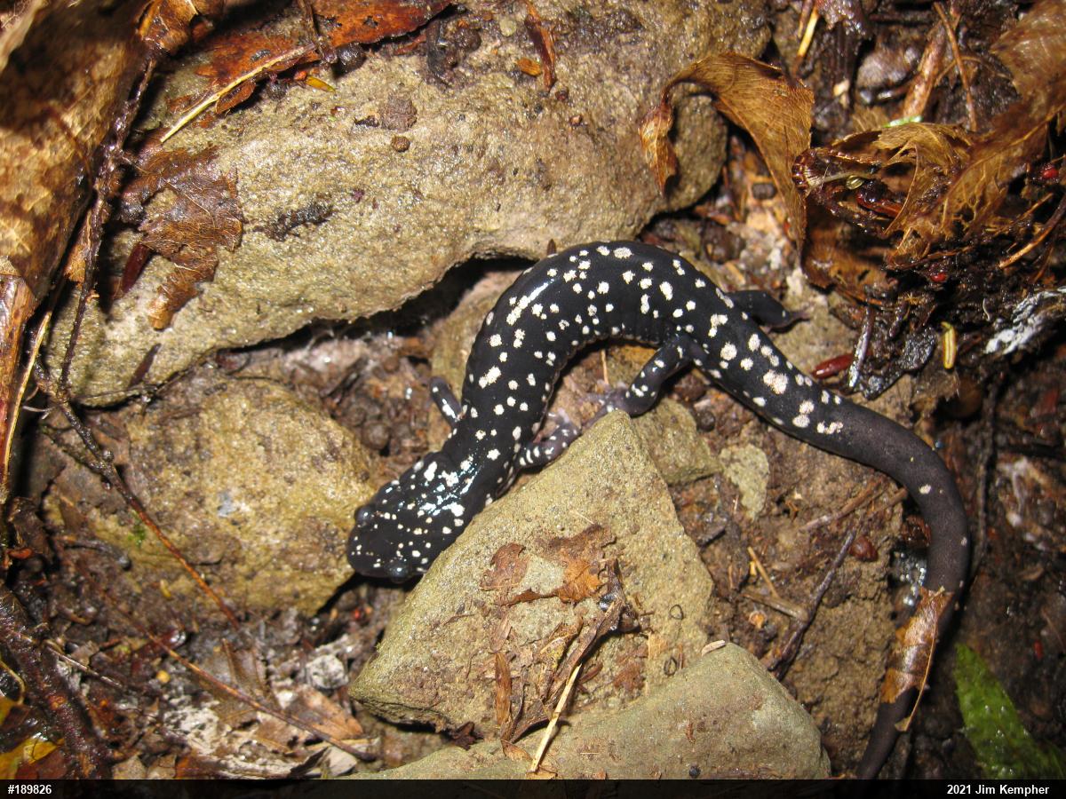 Northern Slimy Salamander