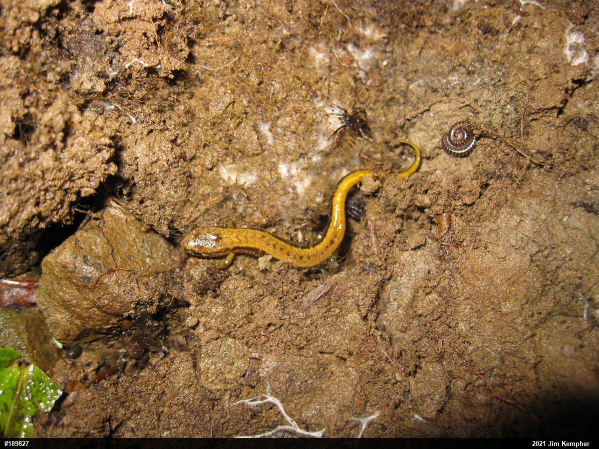 Allegheny Mountain Dusky Salamander