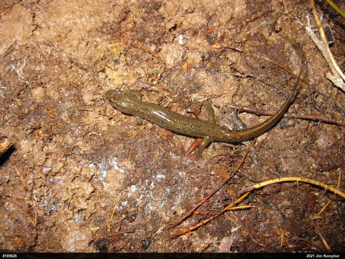 Northern Dusky Salamander