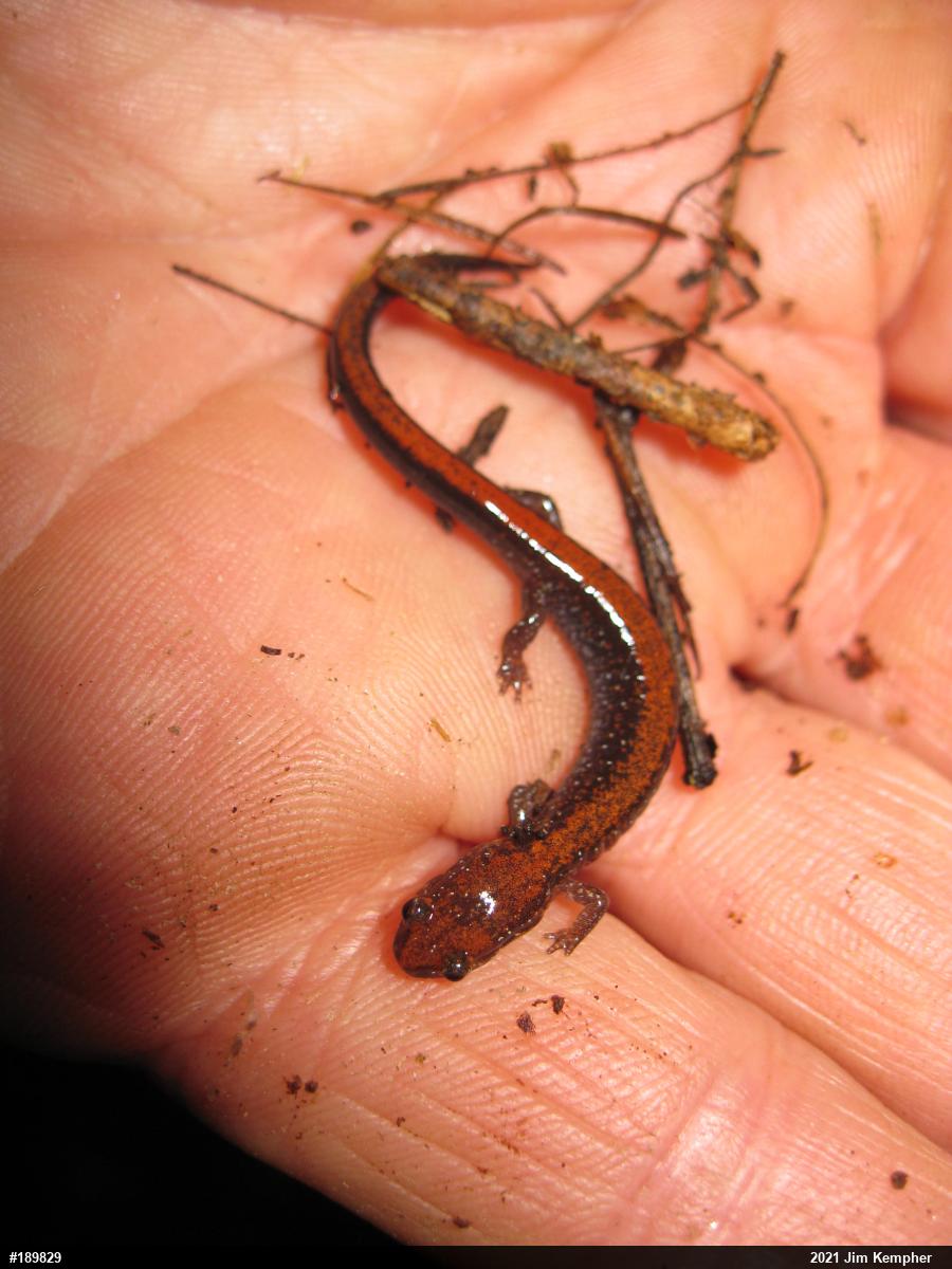 Eastern Red-backed  Salamander
