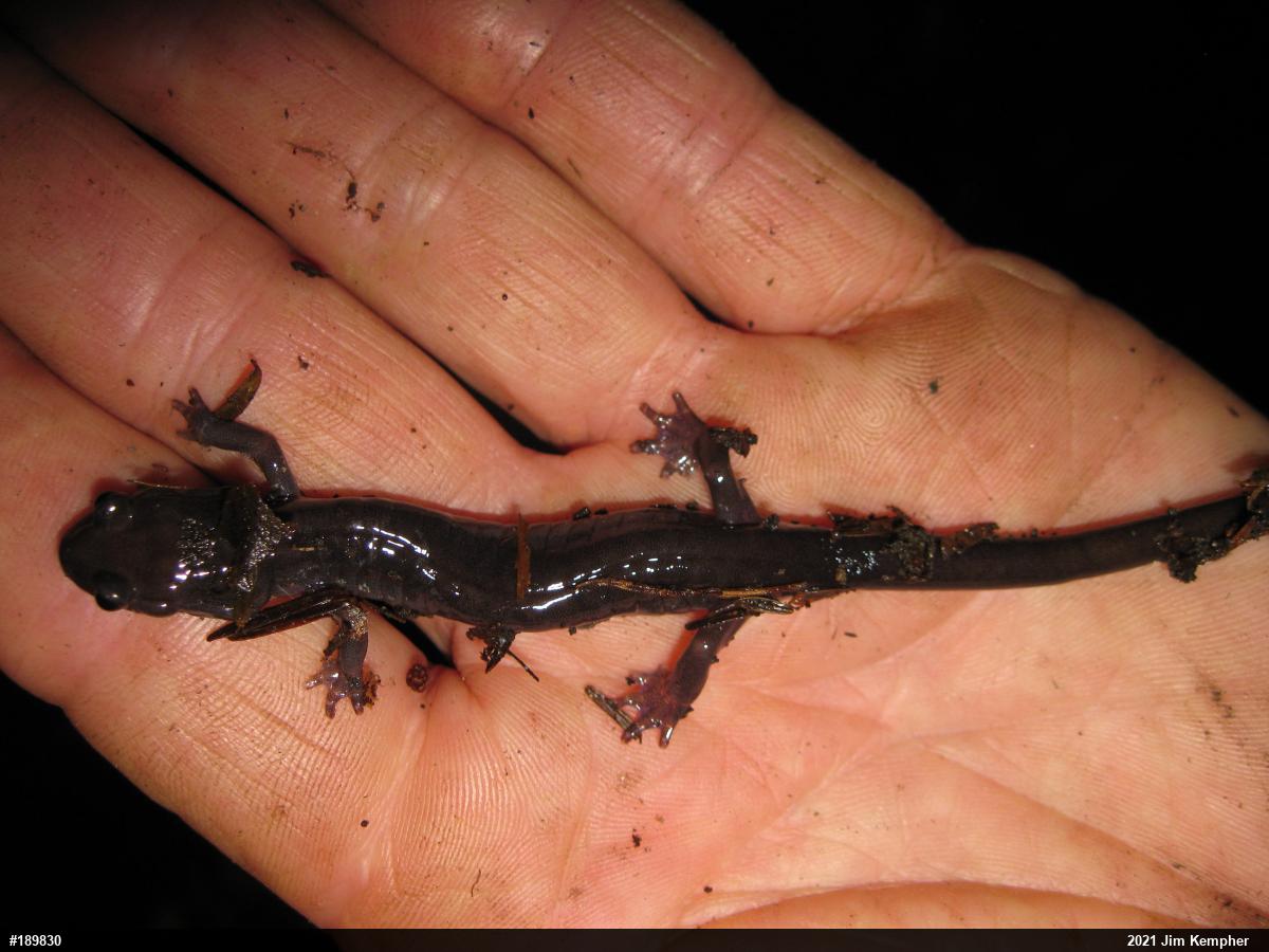 Wehrle's Salamander