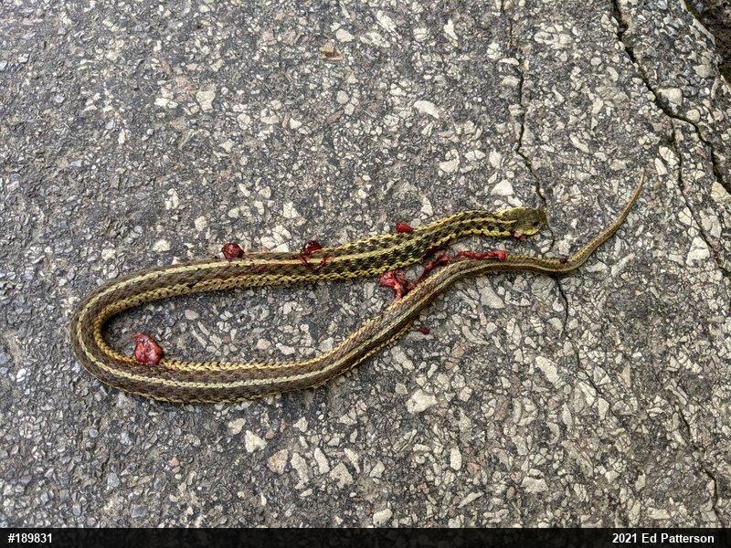 Eastern Gartersnake