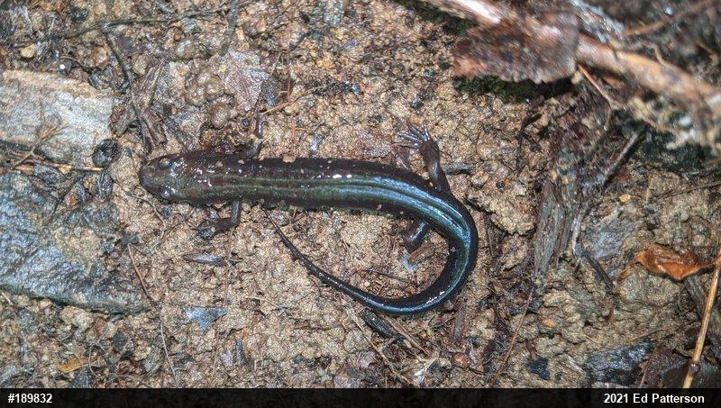 Allegheny Mountain Dusky Salamander