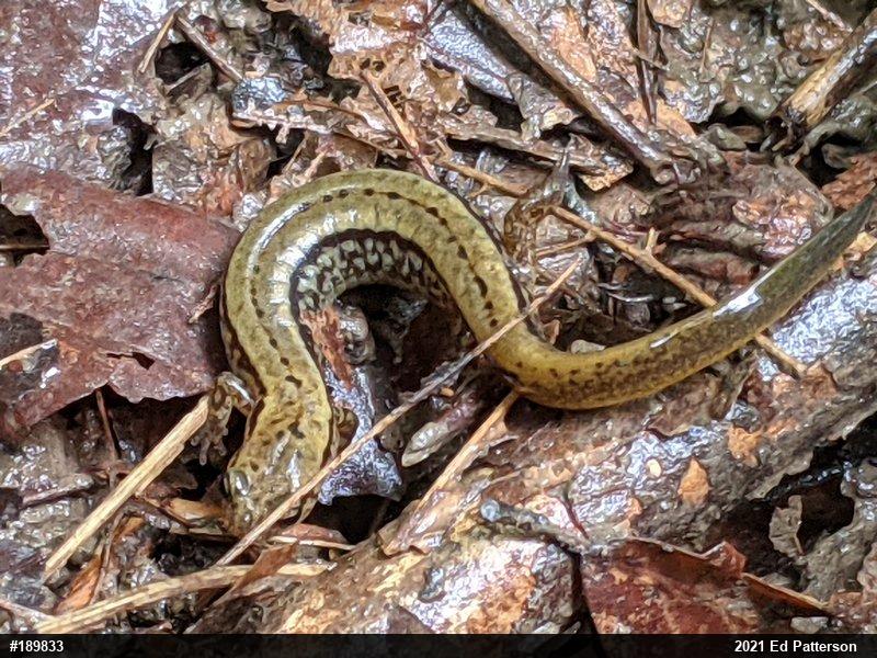 Northern Two-lined Salamander