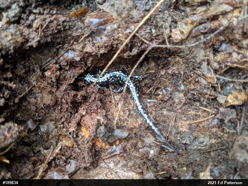 Northern Slimy Salamander