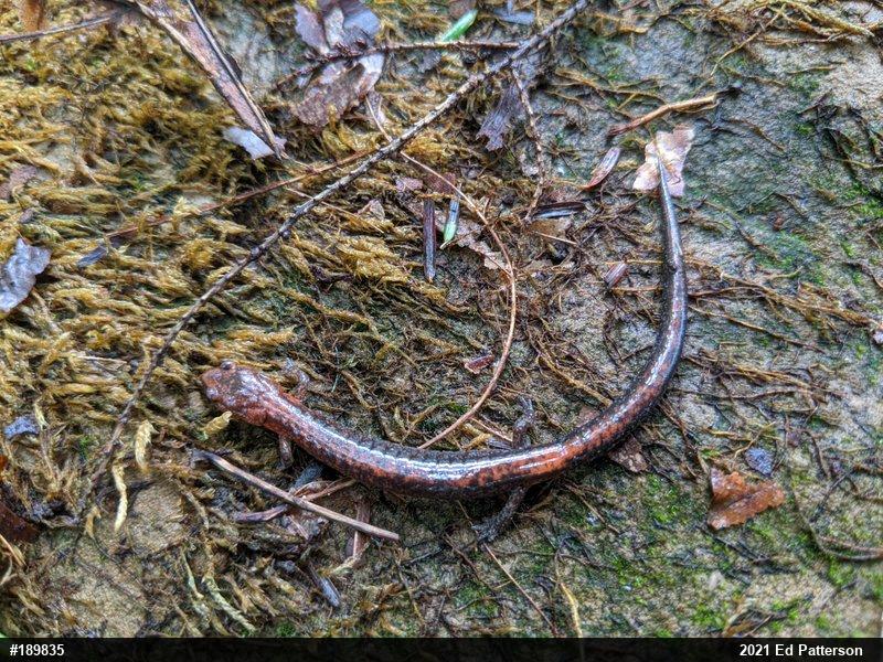 Eastern Red-backed  Salamander