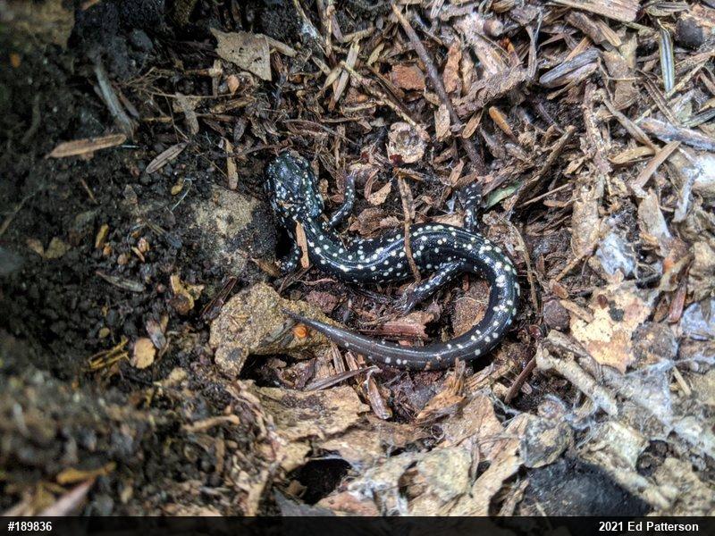 Northern Slimy Salamander