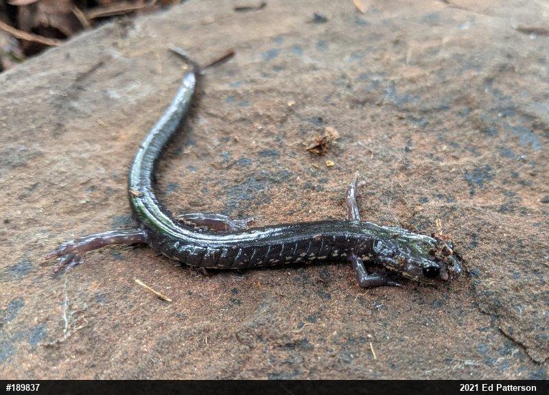 Wehrle's Salamander