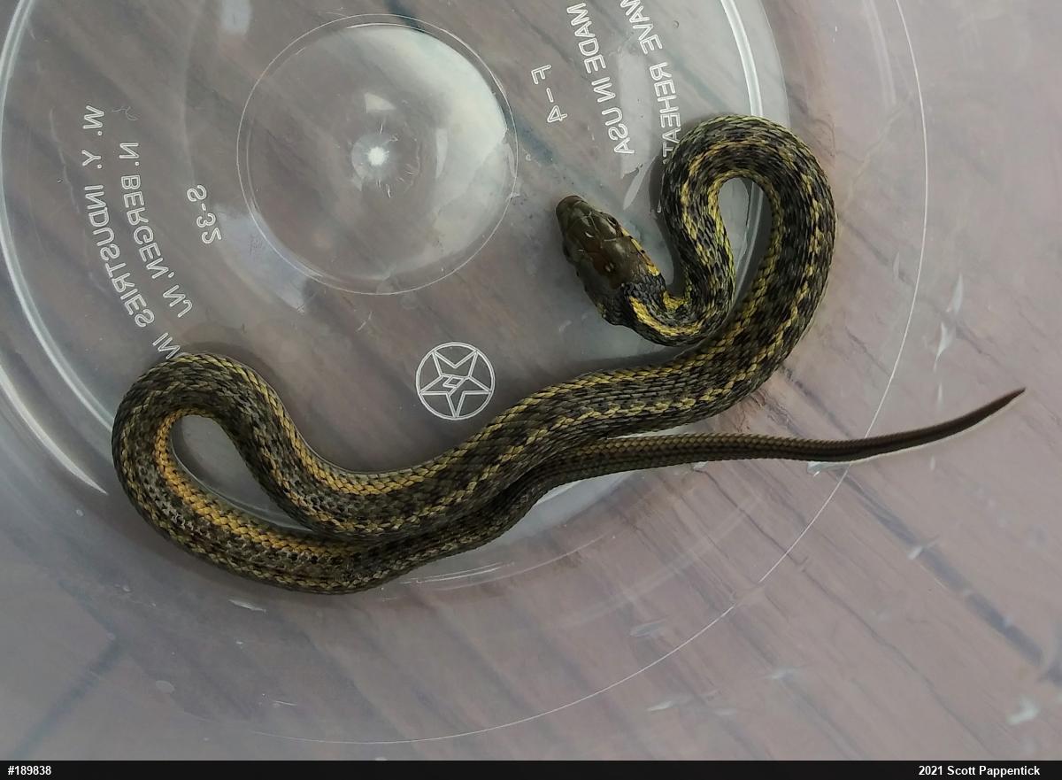 Eastern Gartersnake