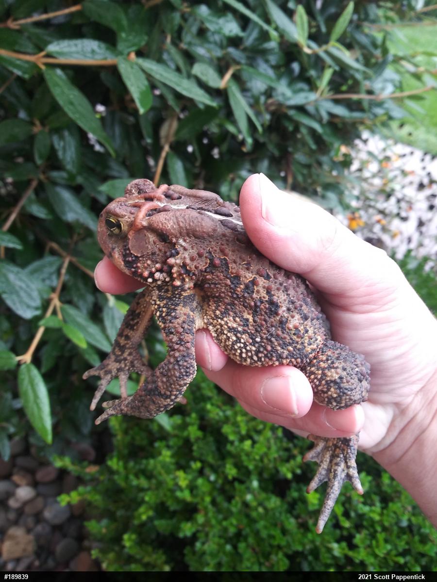 Eastern American Toad