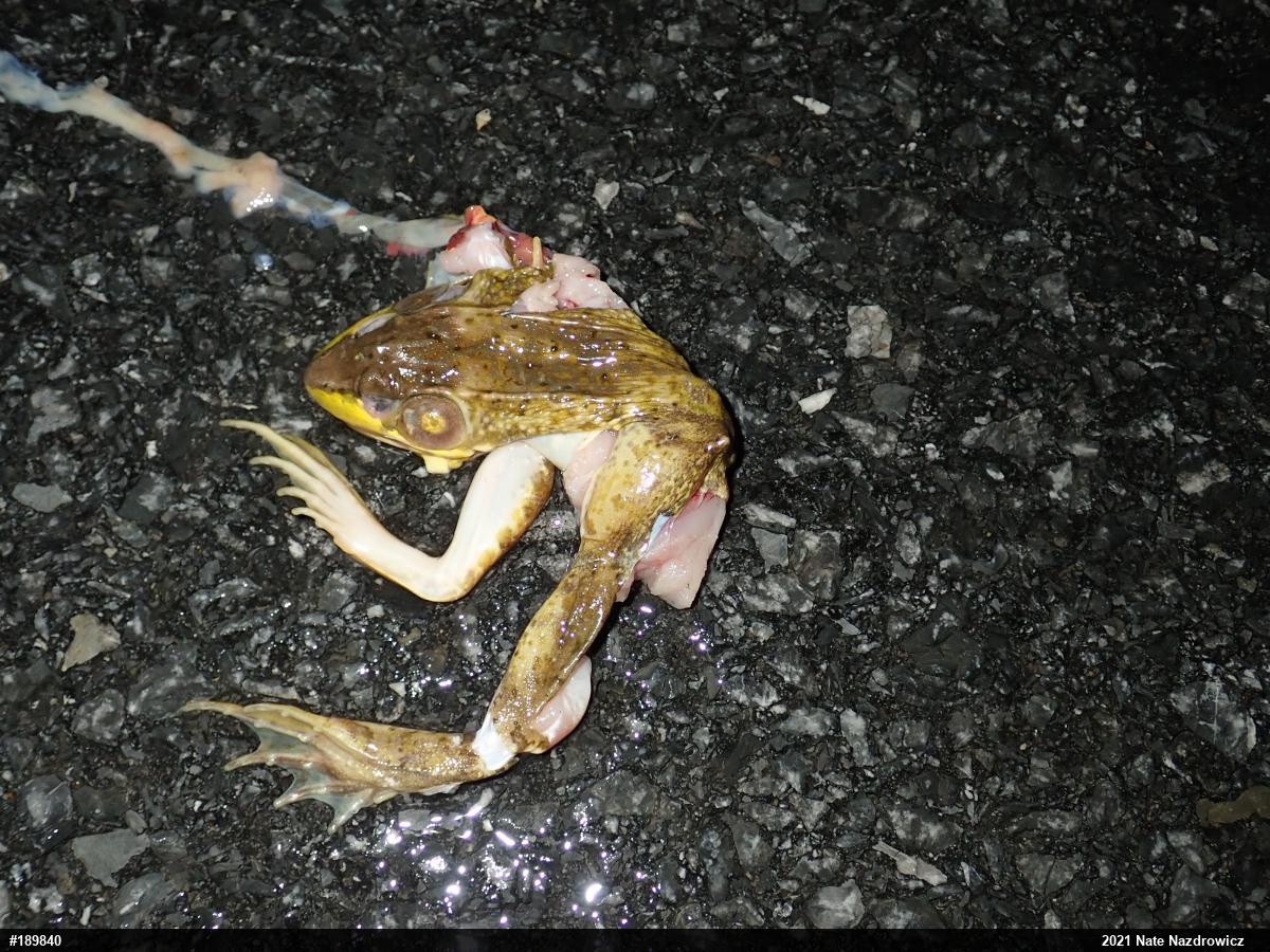 Green Frog