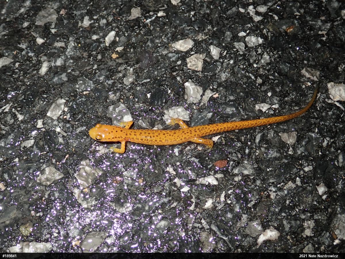 Eastern Long-tailed Salamander