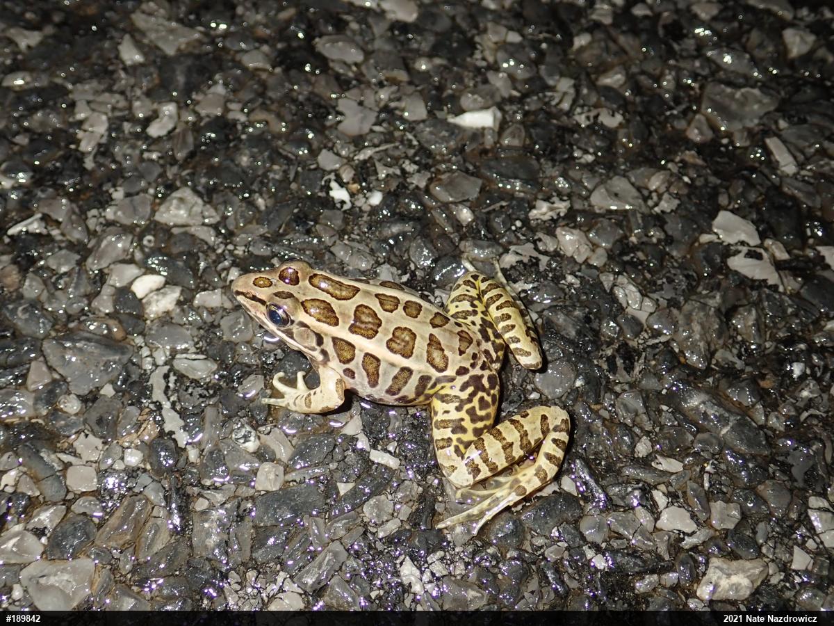 Pickerel Frog