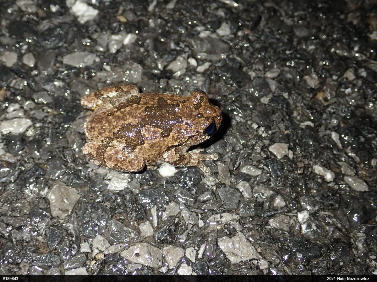 Unknown Gray Treefrog