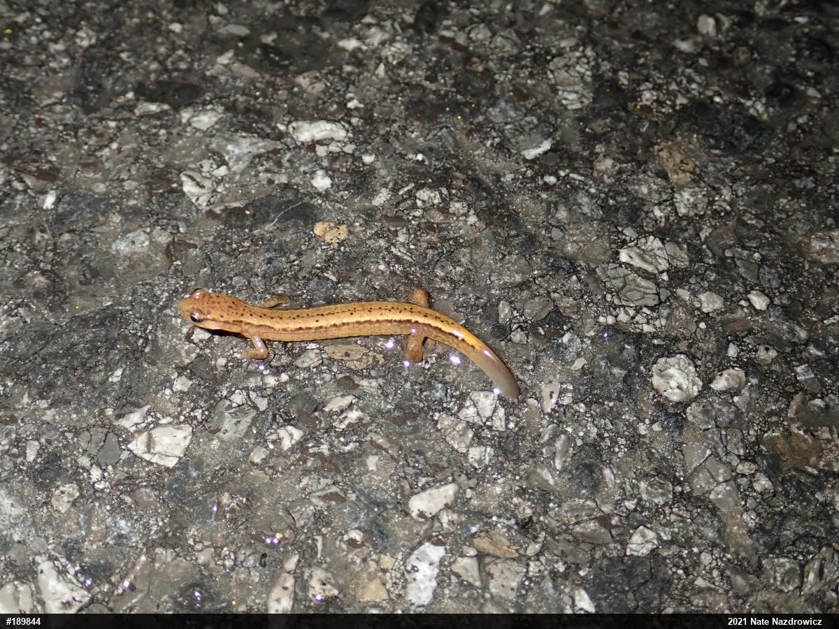 Northern Two-lined Salamander