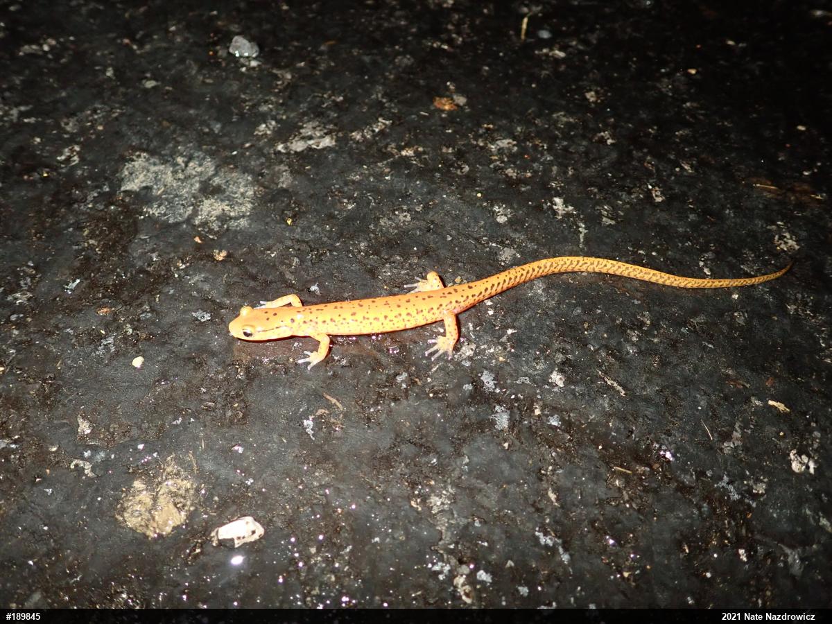 Eastern Long-tailed Salamander