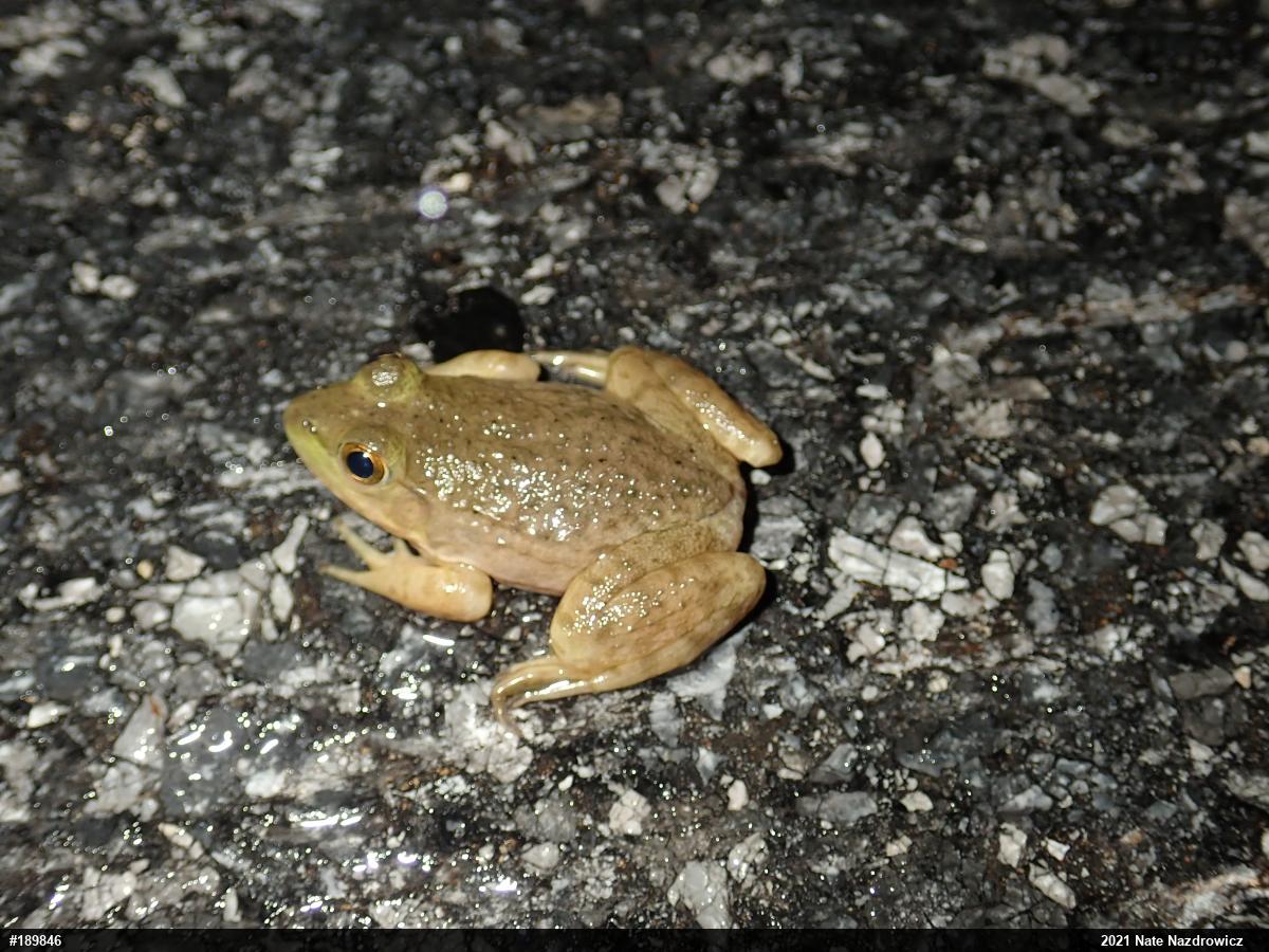American Bullfrog