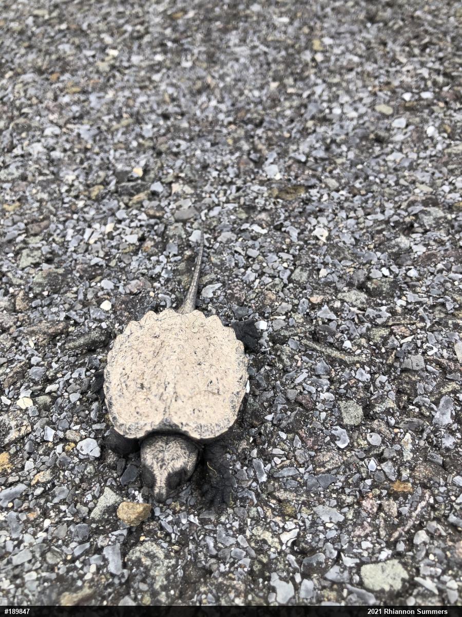 Snapping Turtle