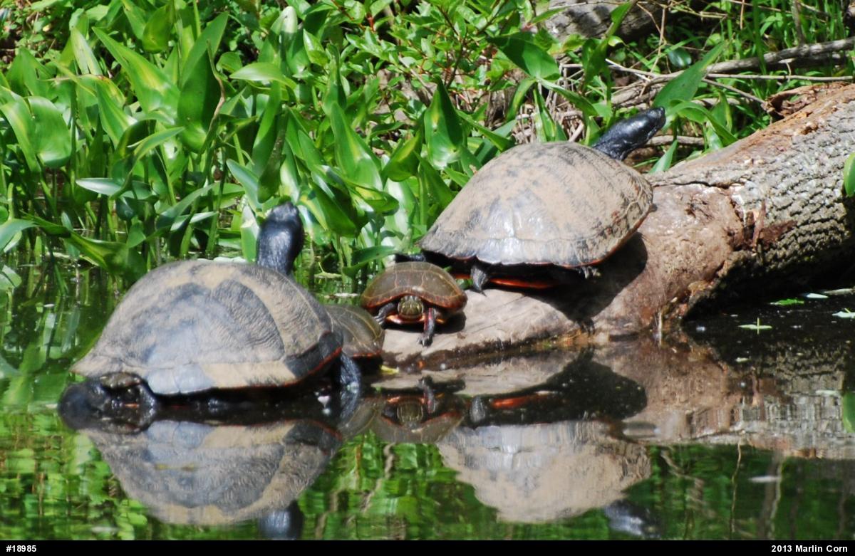 Painted Turtle