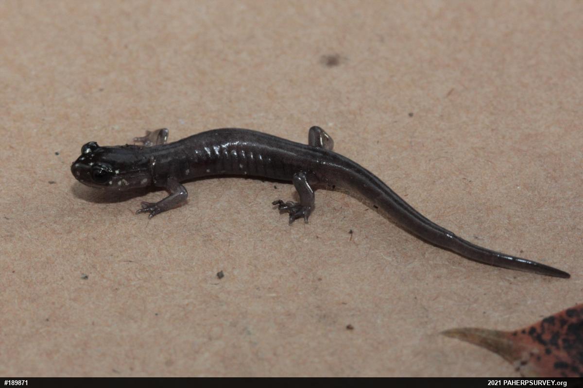 Wehrle's Salamander