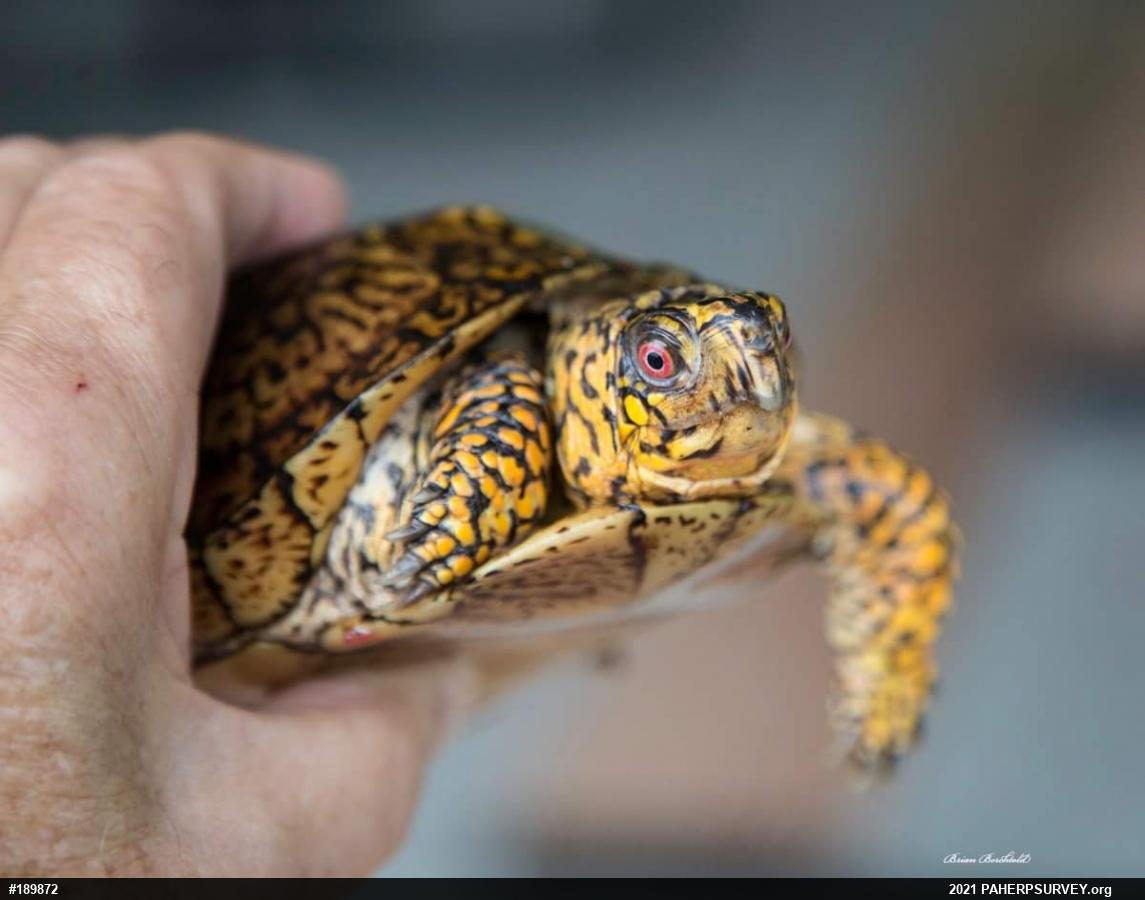 Eastern Box Turtle