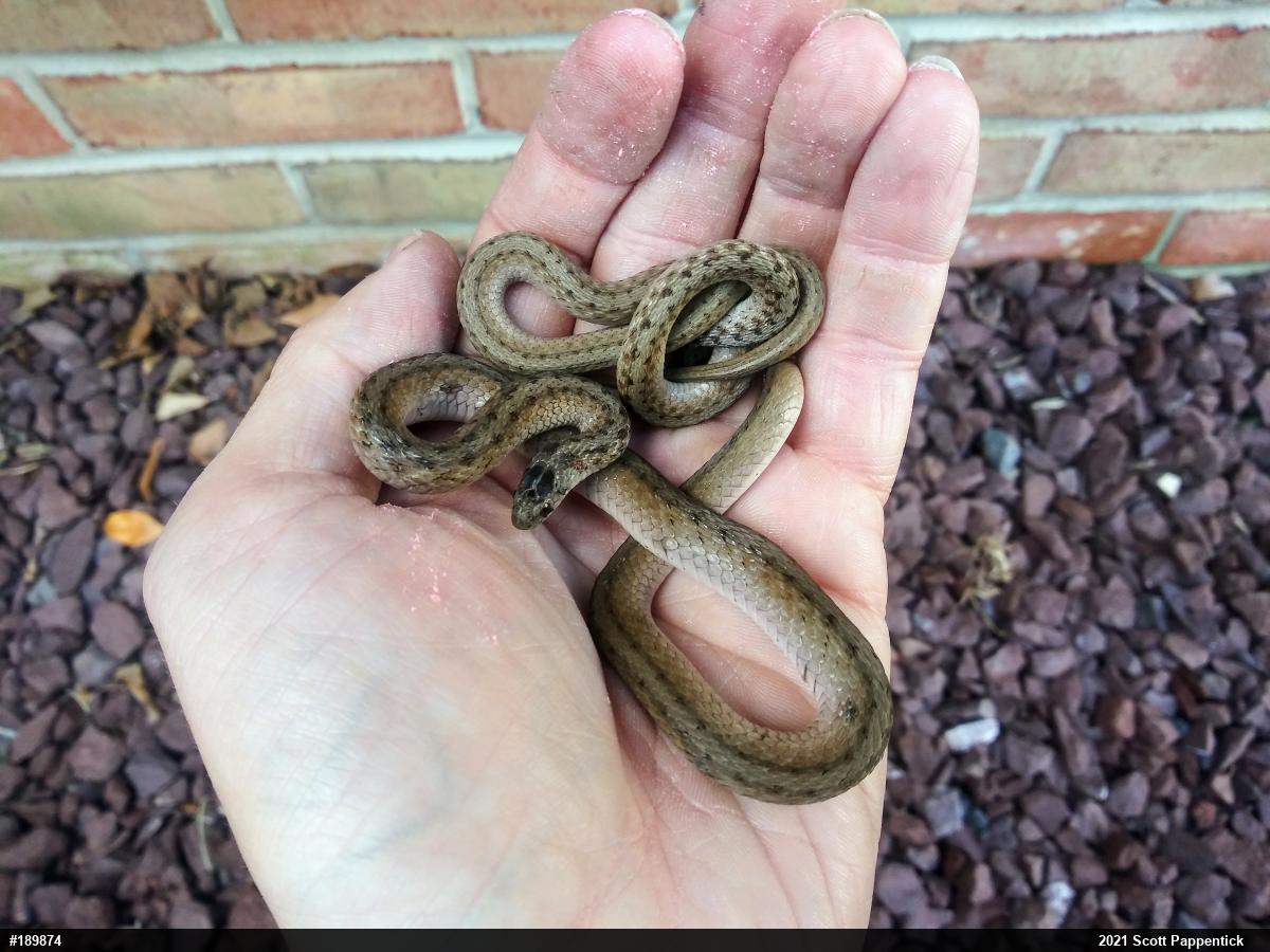 Dekay's Brownsnake