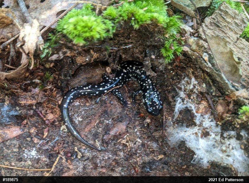 Northern Slimy Salamander