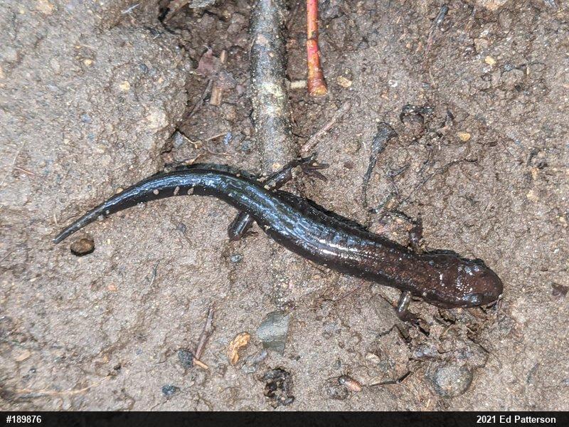 Allegheny Mountain Dusky Salamander