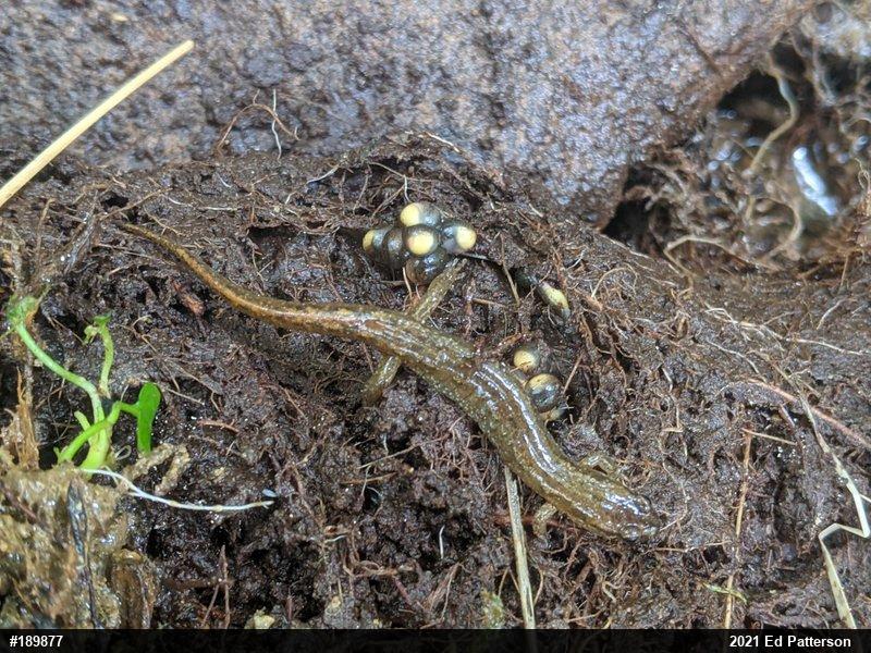 Northern Dusky Salamander