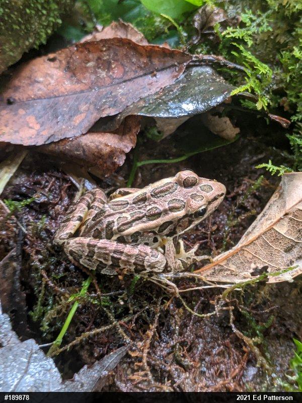 Pickerel Frog