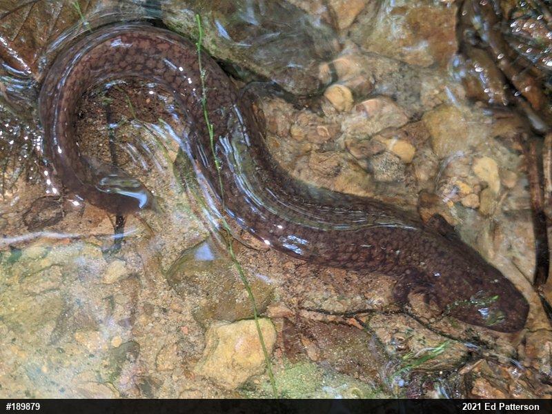 Northern Spring Salamander