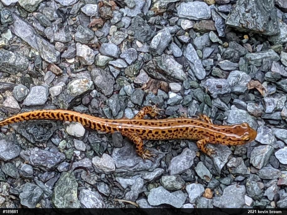 Eastern Long-tailed Salamander