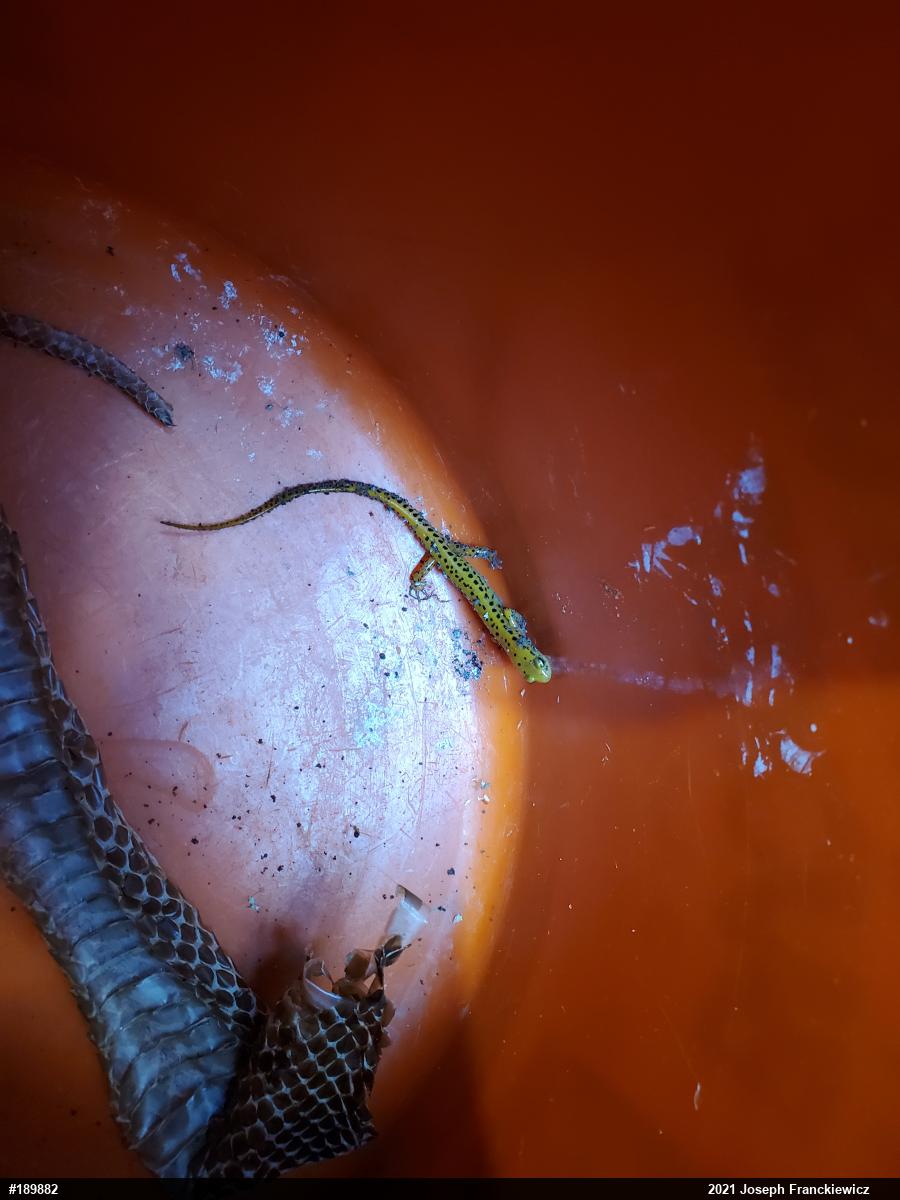 Eastern Long-tailed Salamander