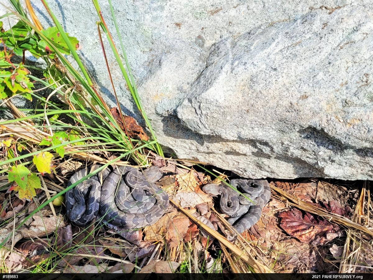 Timber Rattlesnake