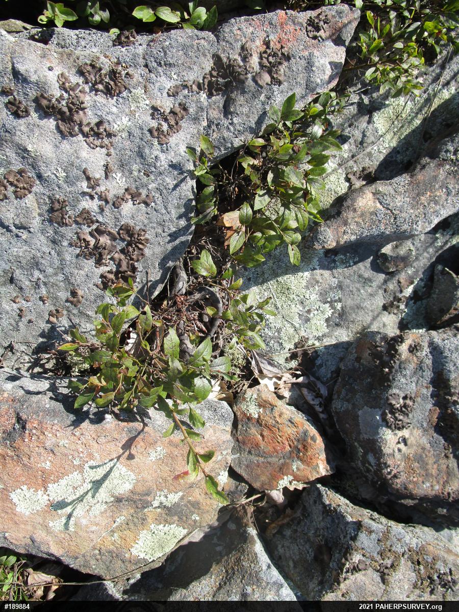 Timber Rattlesnake