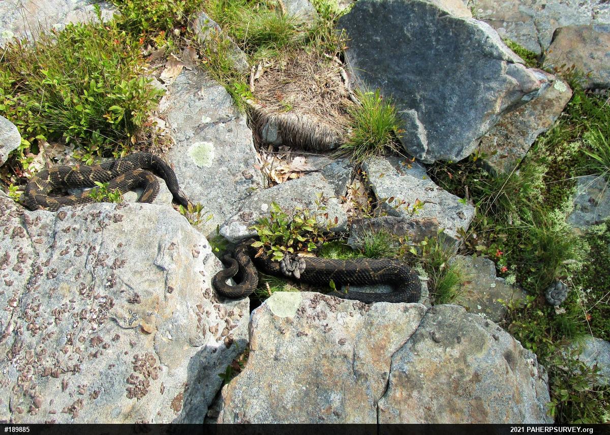 Timber Rattlesnake