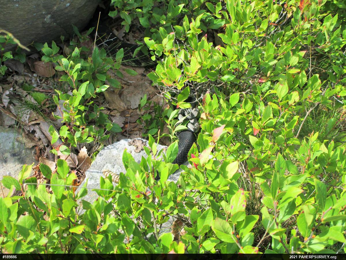 Timber Rattlesnake