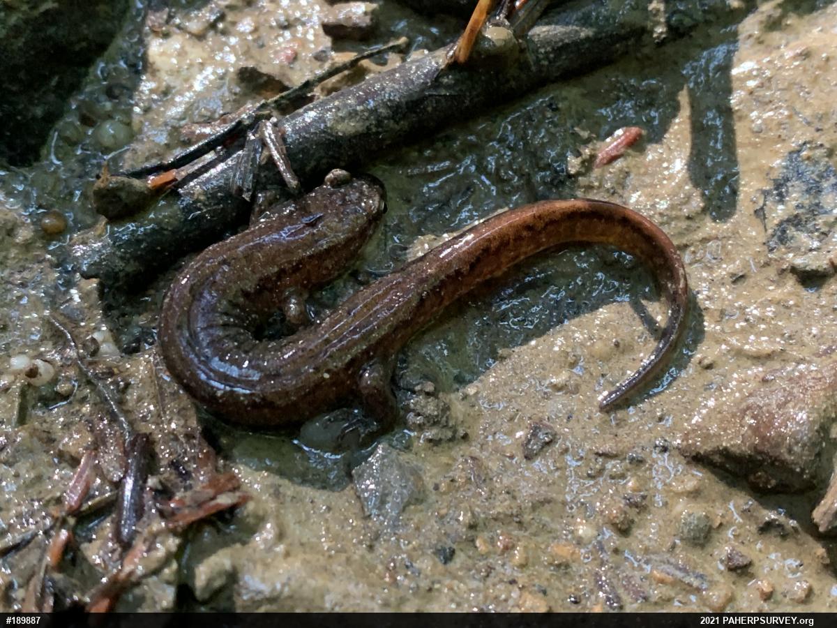 Northern Dusky Salamander