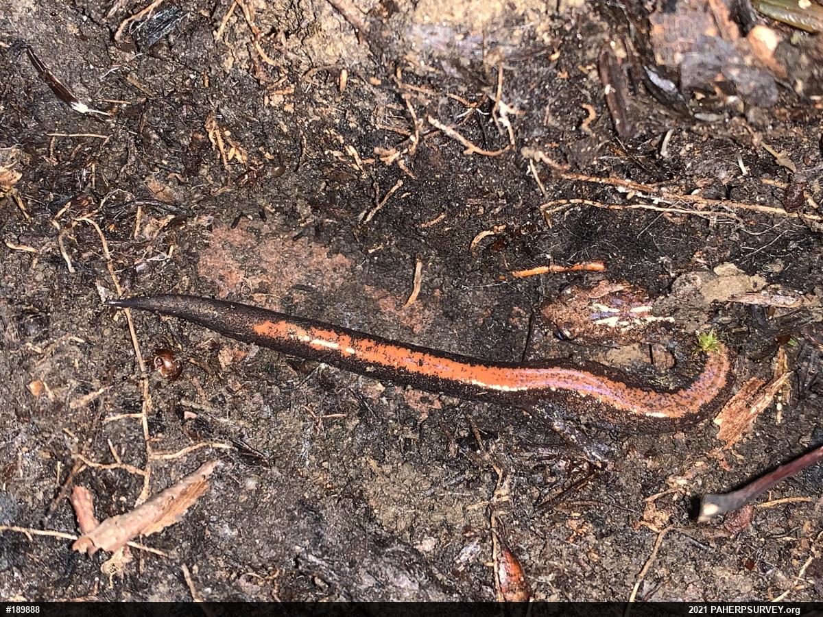 Eastern Red-backed  Salamander