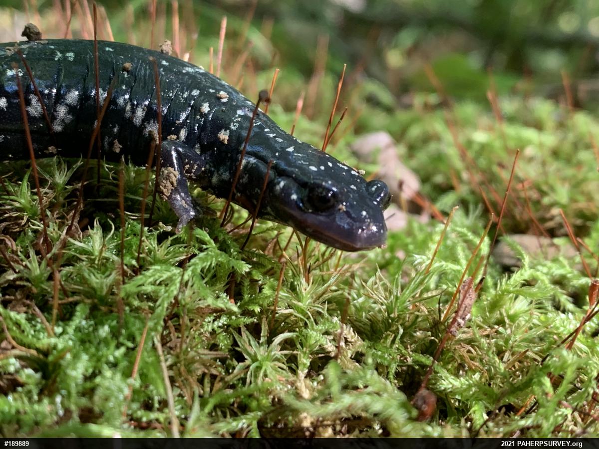 Northern Slimy Salamander